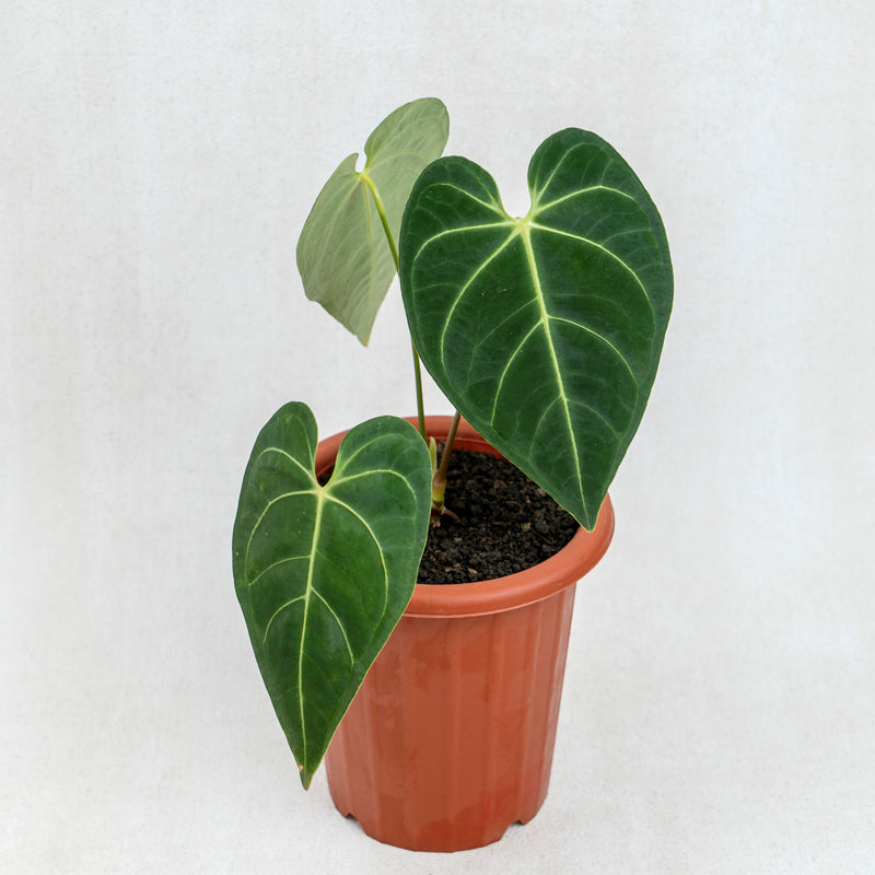 Anthurium Regale Hybrid