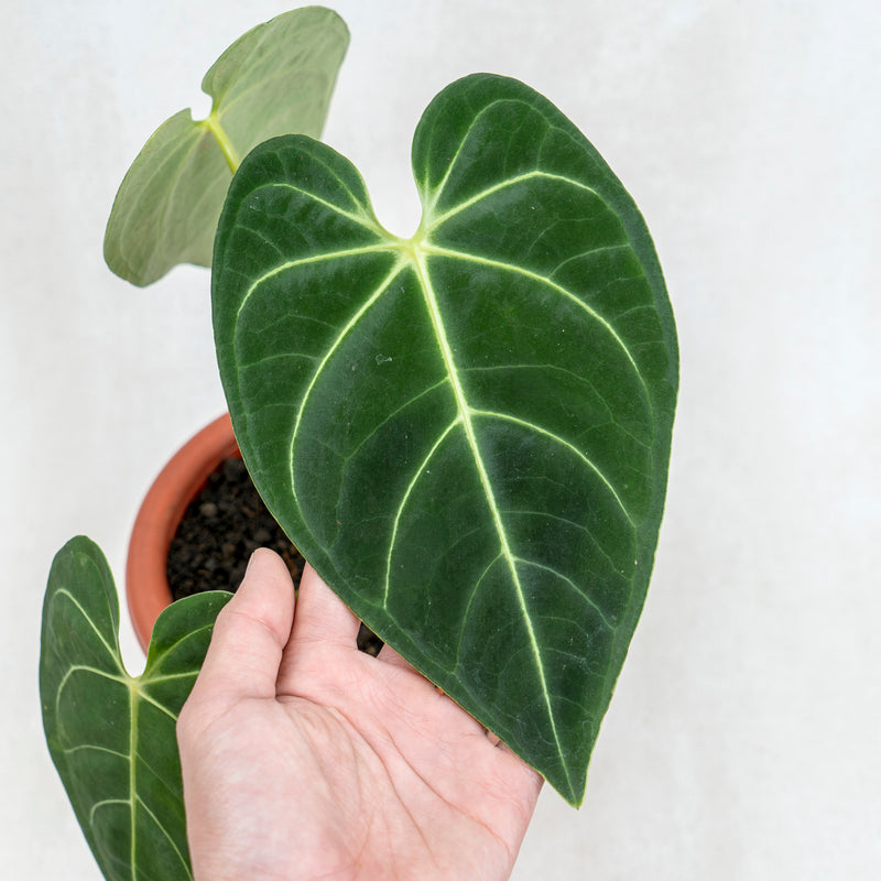 Anthurium Regale Hybrid