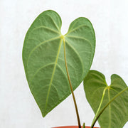anthurium regale hybrid Anthurium Regale Hybrid — Aroidasia