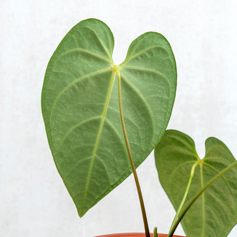 anthurium regale peru vs ecuador Anthurium Regale Hybrid — Aroidasia