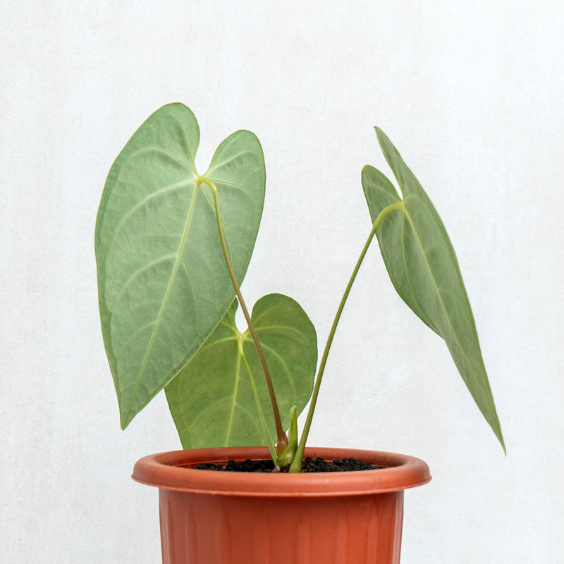 Anthurium Regale Hybrid