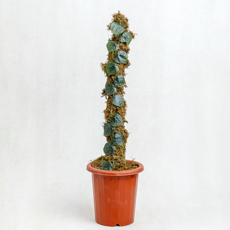 Scindapsus Black Mamba