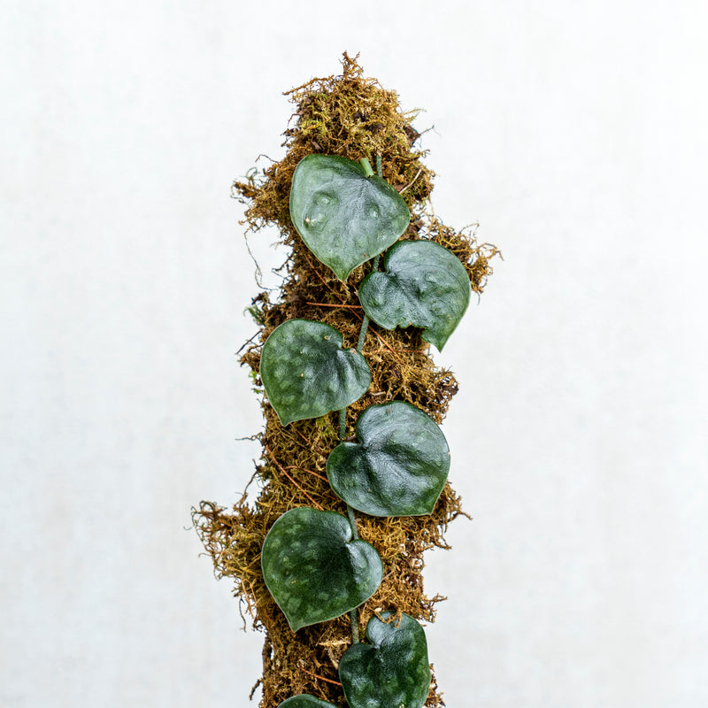 Scindapsus Black Mamba