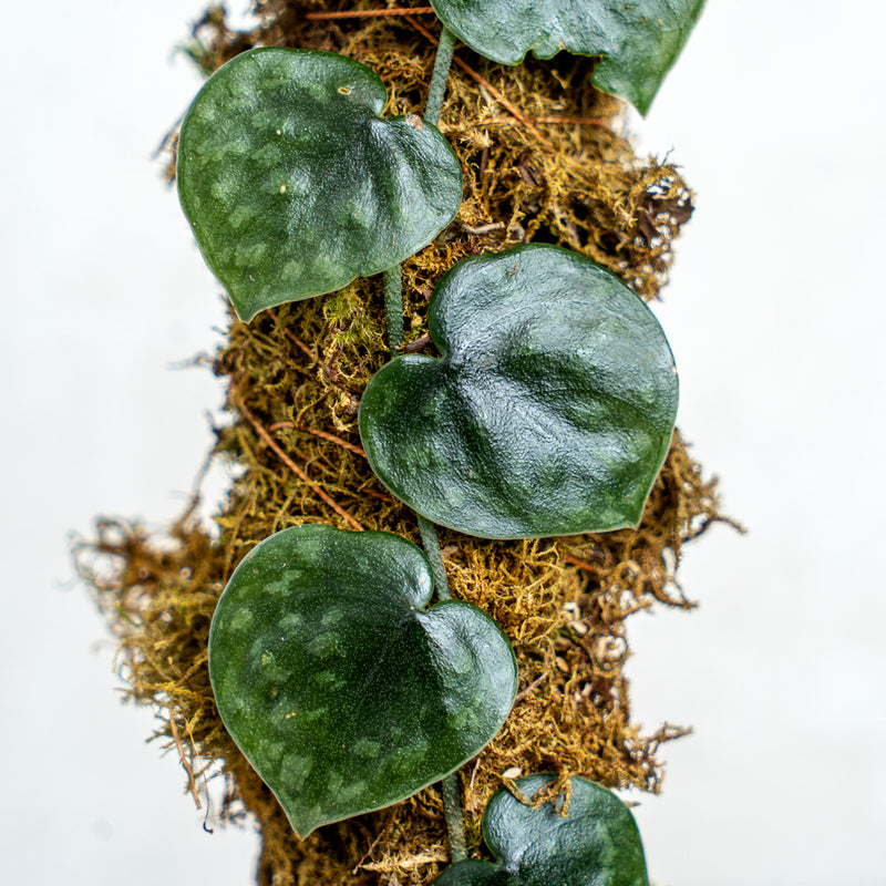 Scindapsus Black Mamba