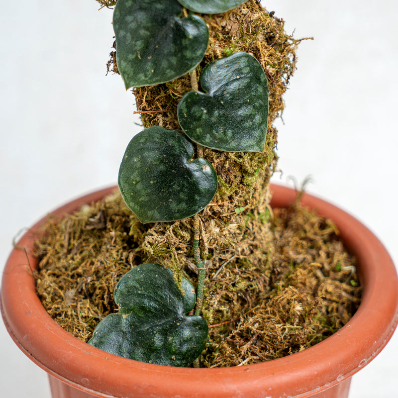 Scindapsus Black Mamba