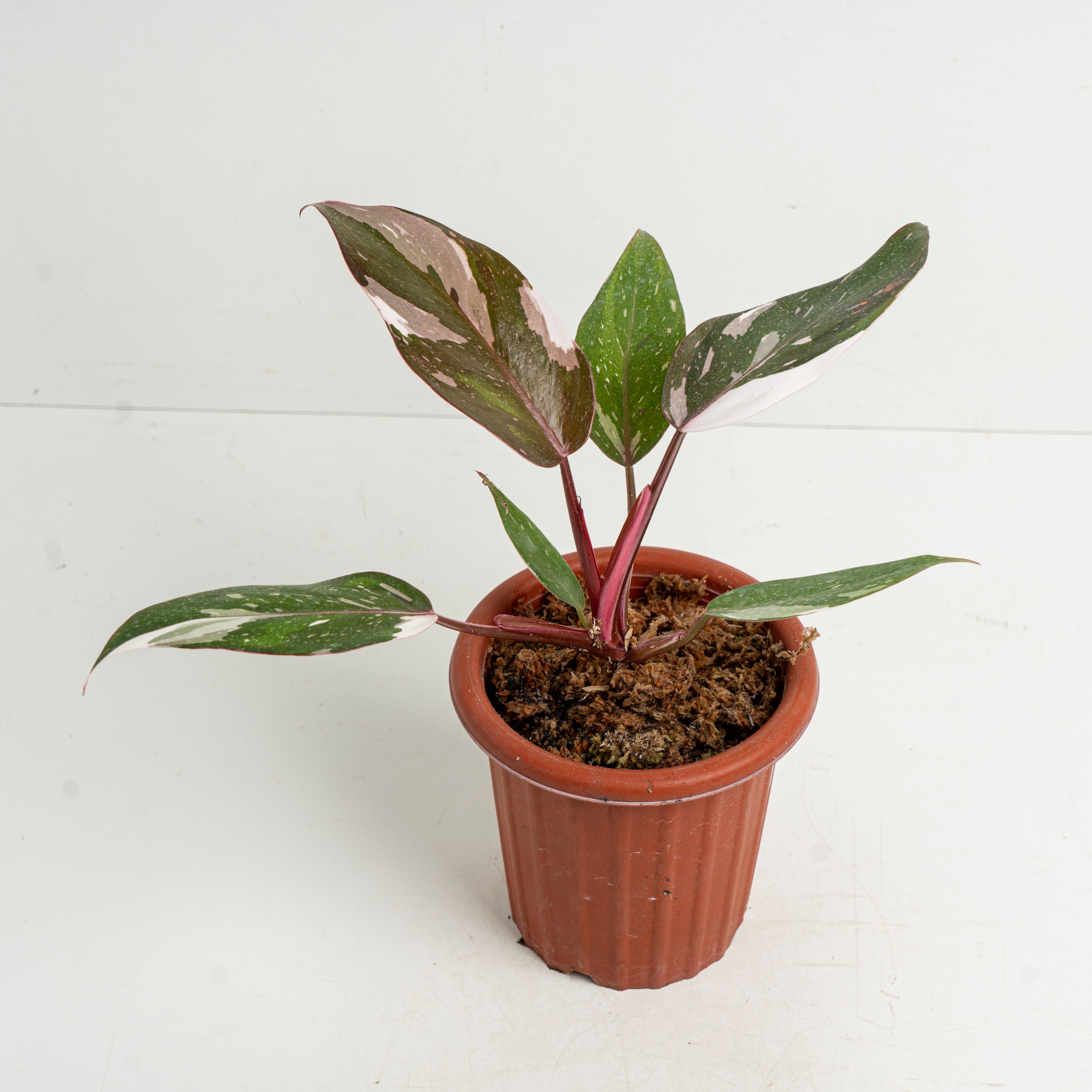 Philodendron Red Anderson - Thumbnail 2