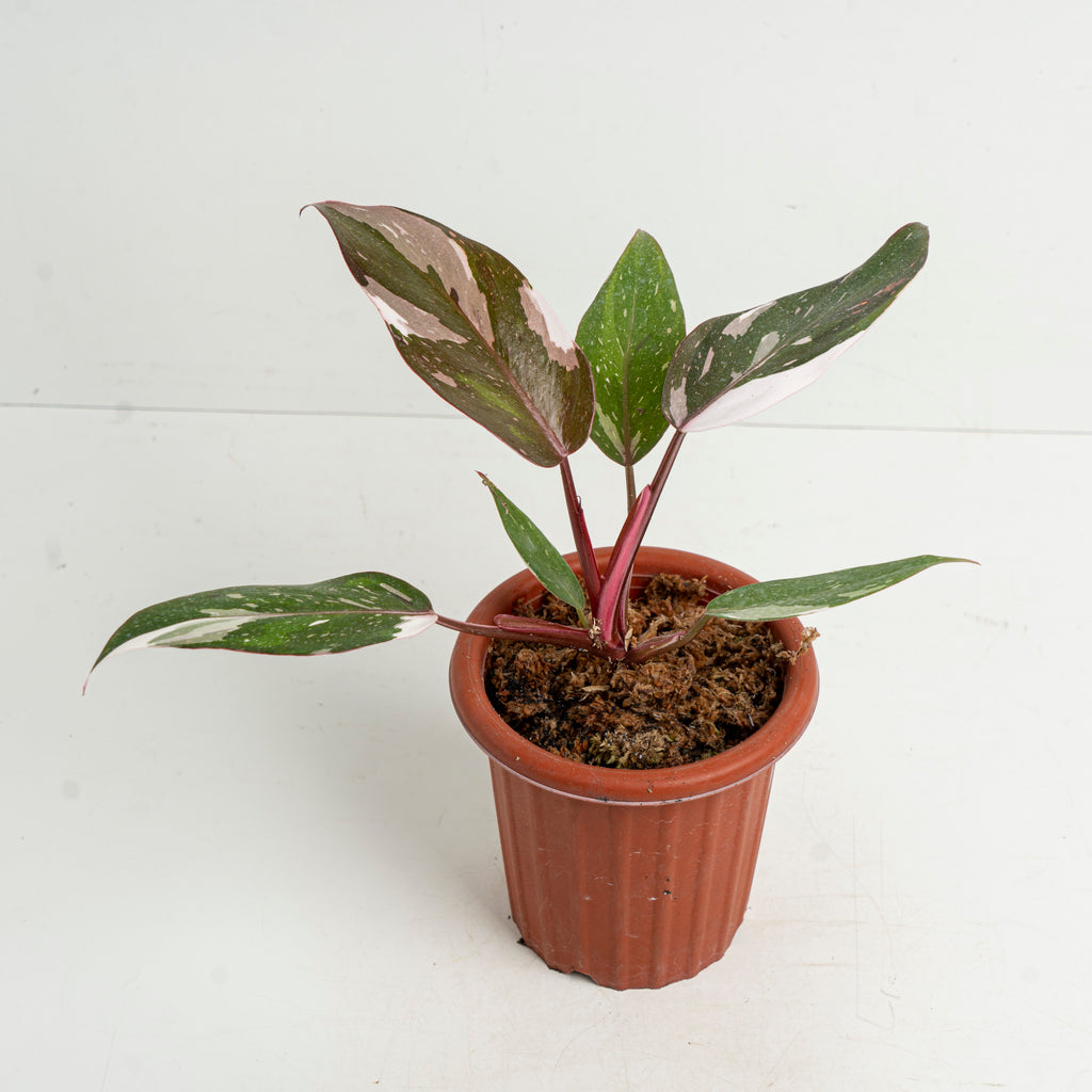 Philodendron Red Anderson  Aroidasia
