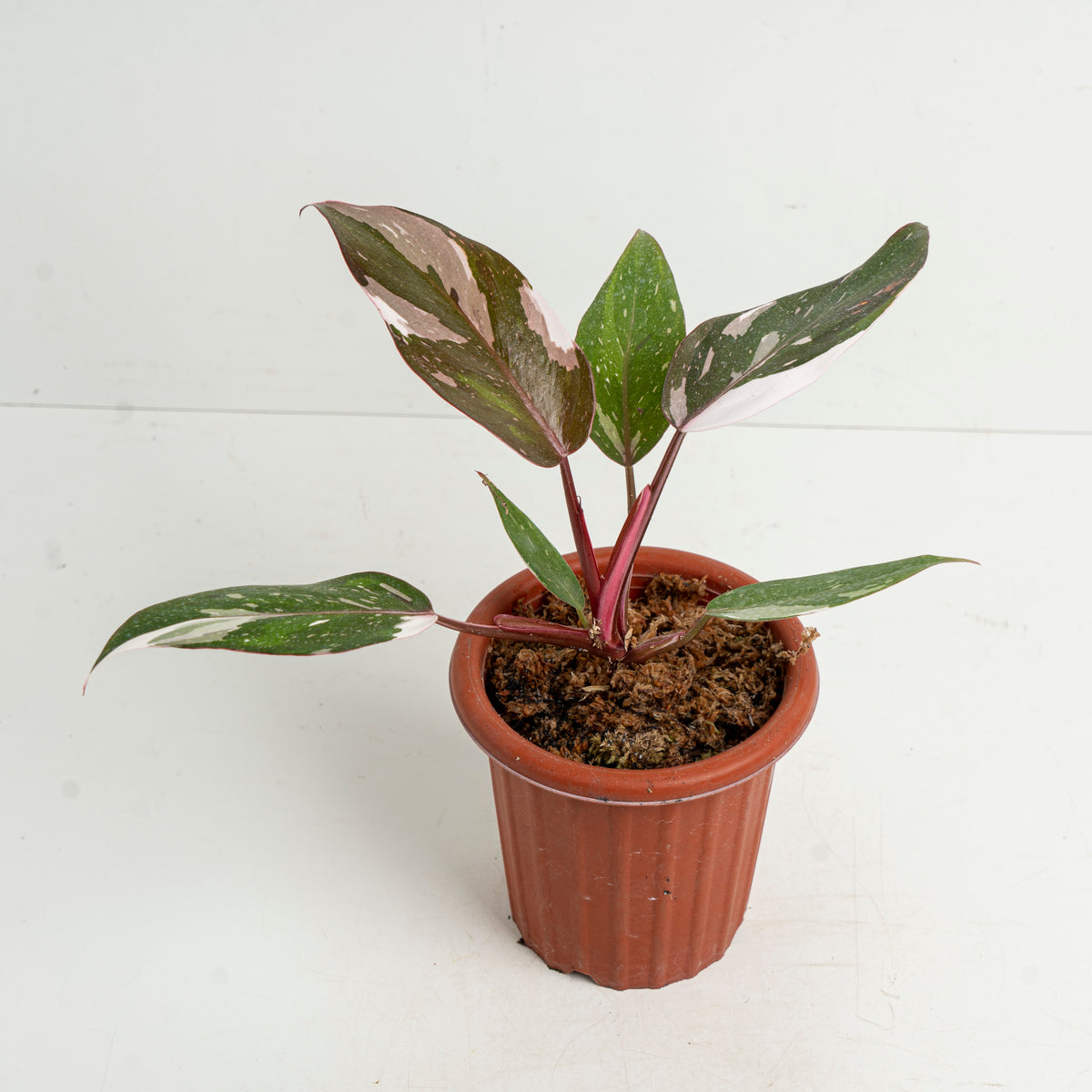 anderson philodendron Philodendron Red Anderson — Aroidasia