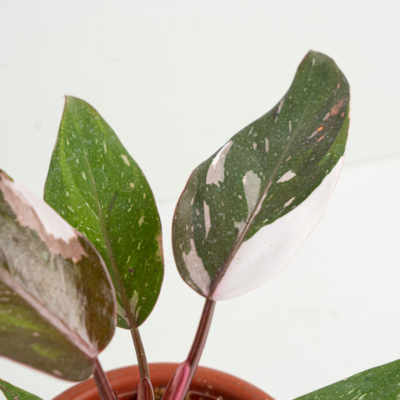 Philodendron Red Anderson