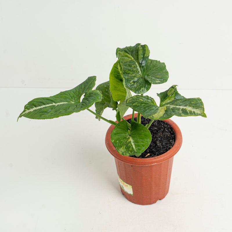 Syngonium Scrambled Eggs