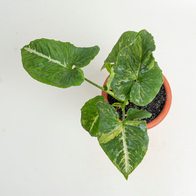 Syngonium Scrambled Eggs