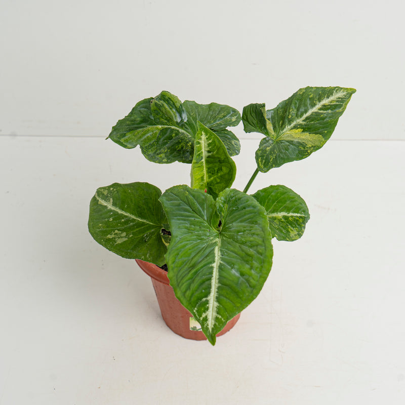 Syngonium Scrambled Eggs