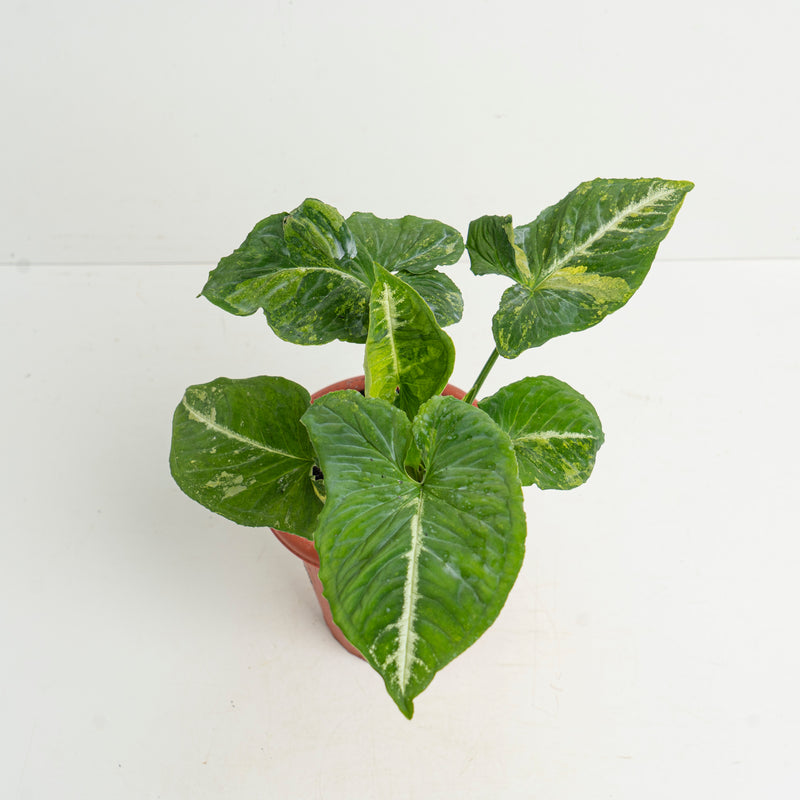 Syngonium Scrambled Eggs