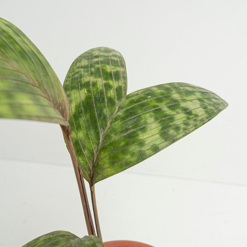 Palm Pinanga Disticha