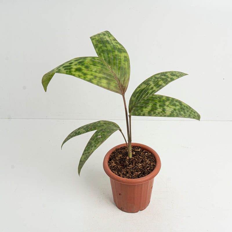 Palm Pinanga Disticha