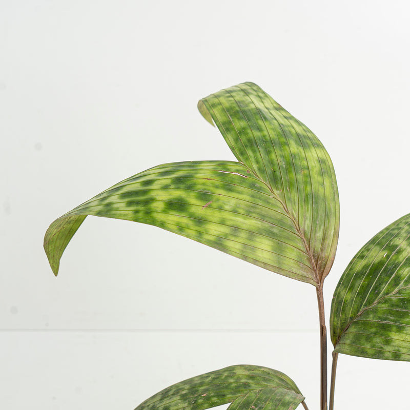 Palm Pinanga Disticha