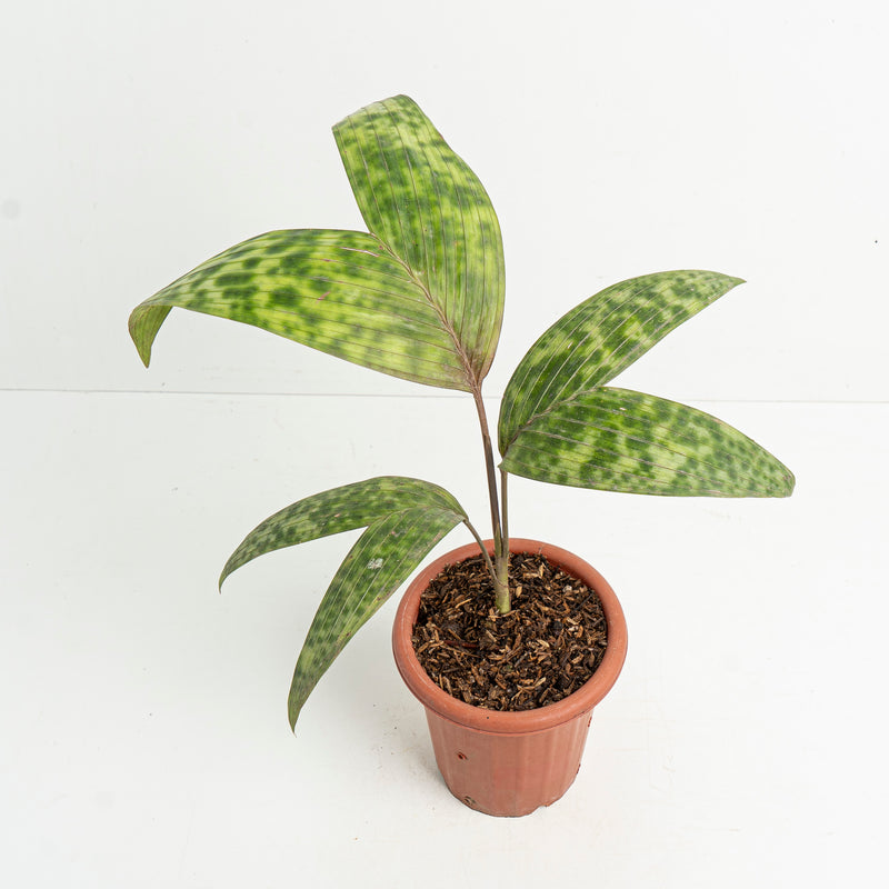 Palm Pinanga Disticha