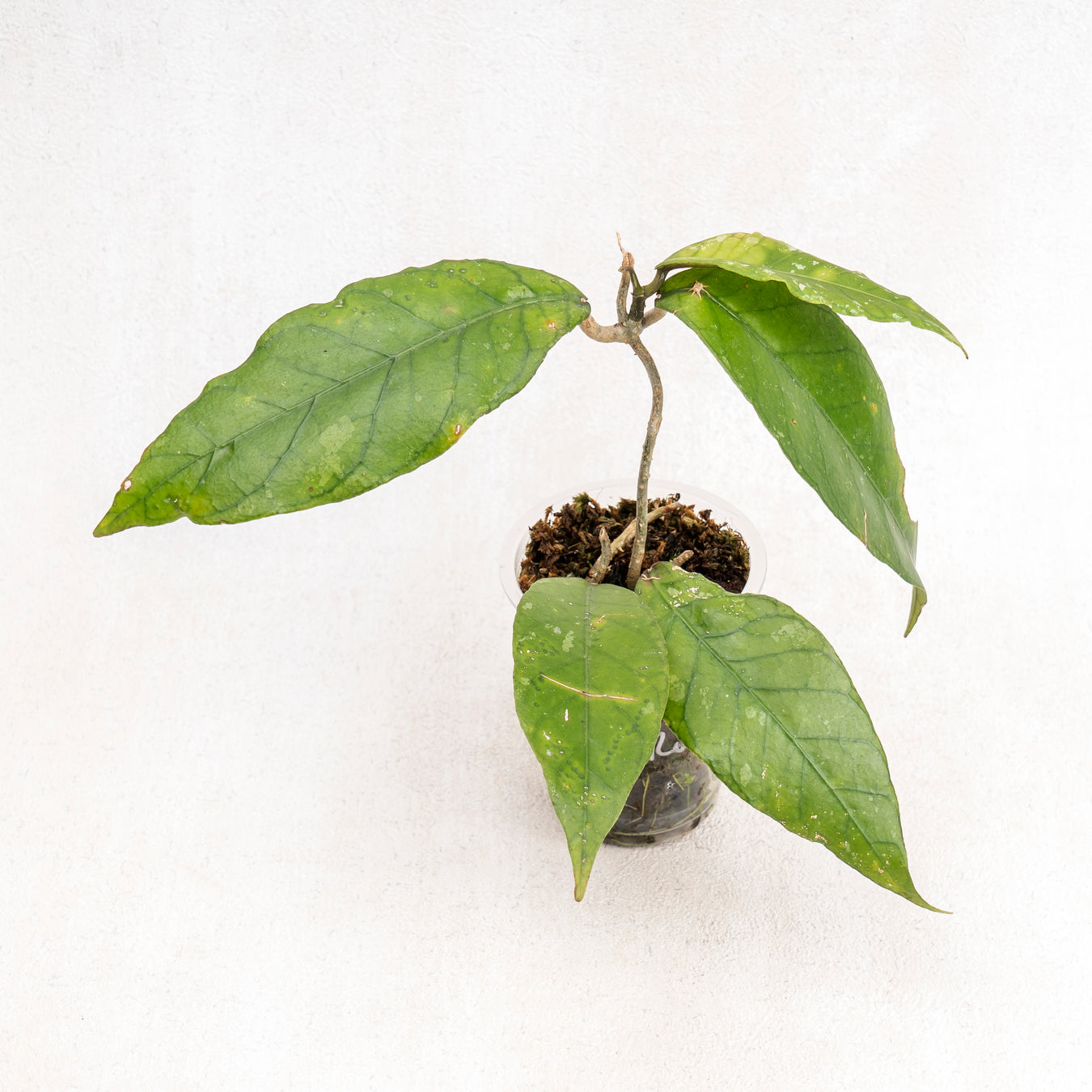 Hoya Aceh