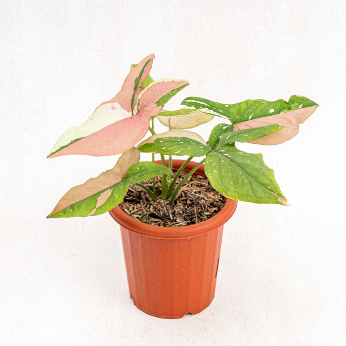 Syngonium red spot tricolor