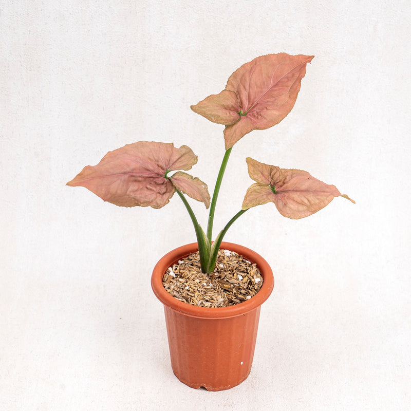 Syngonium Pink Perfection