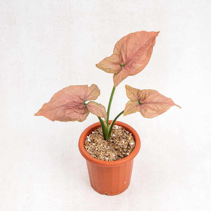 Syngonium Pink Perfection