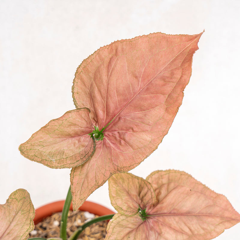 Syngonium Pink Perfection