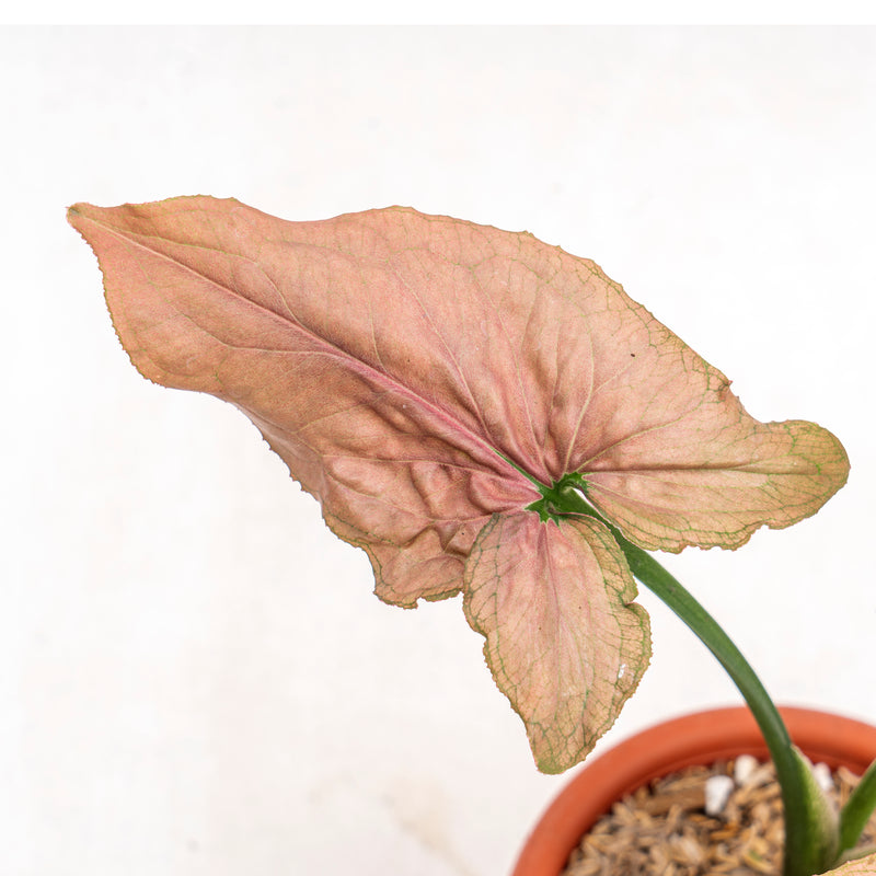 Syngonium Pink Perfection