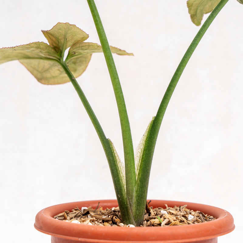 Syngonium Pink Perfection