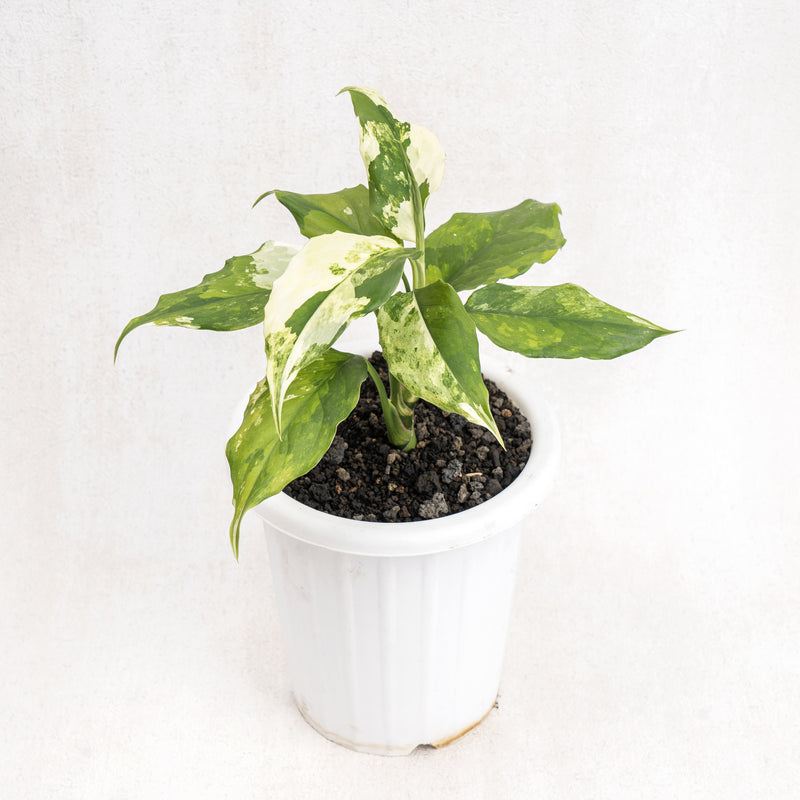 Aglaonema Modestum Variegated