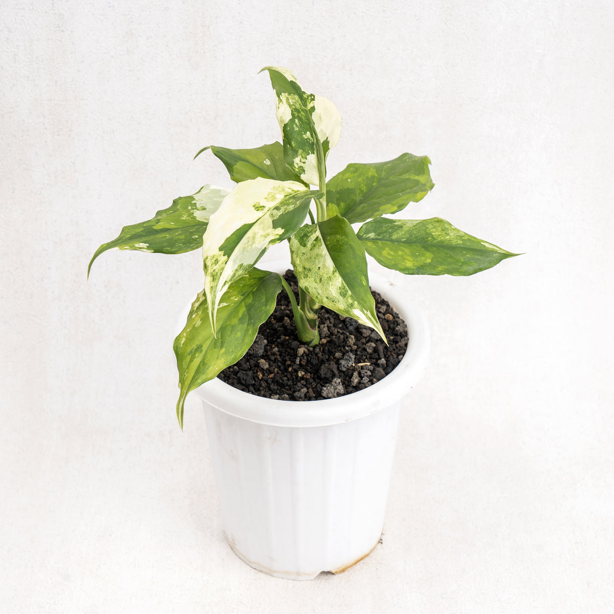 Aglaonema Modestum Variegated — Aroidasia