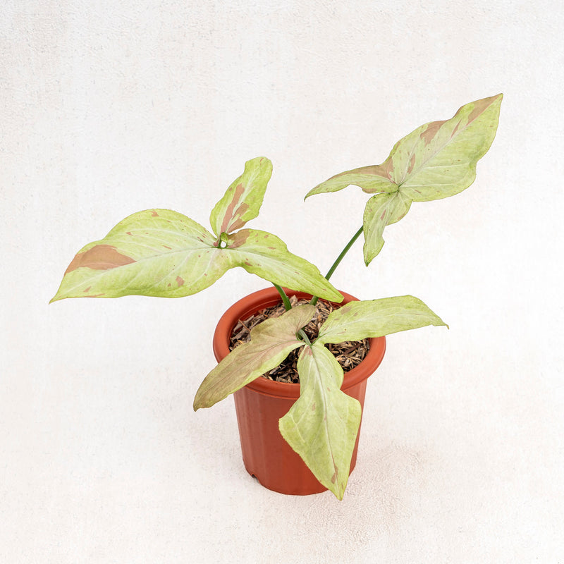 Syngonium Pink Salmon