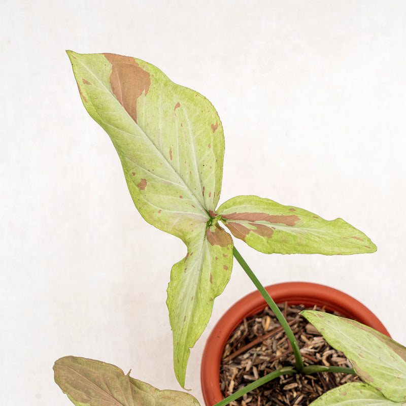 Syngonium Pink Salmon