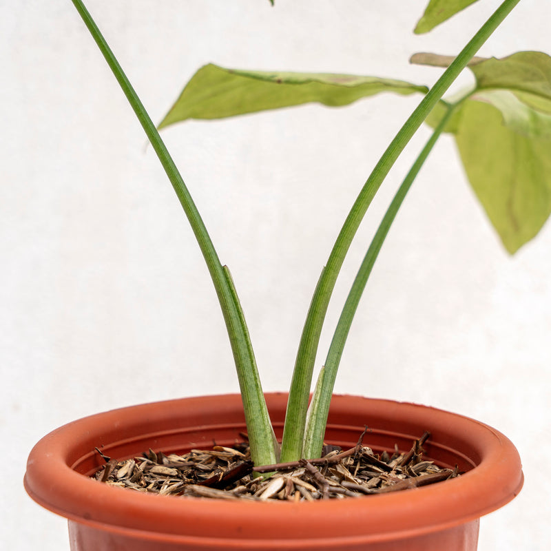 Syngonium Pink Salmon