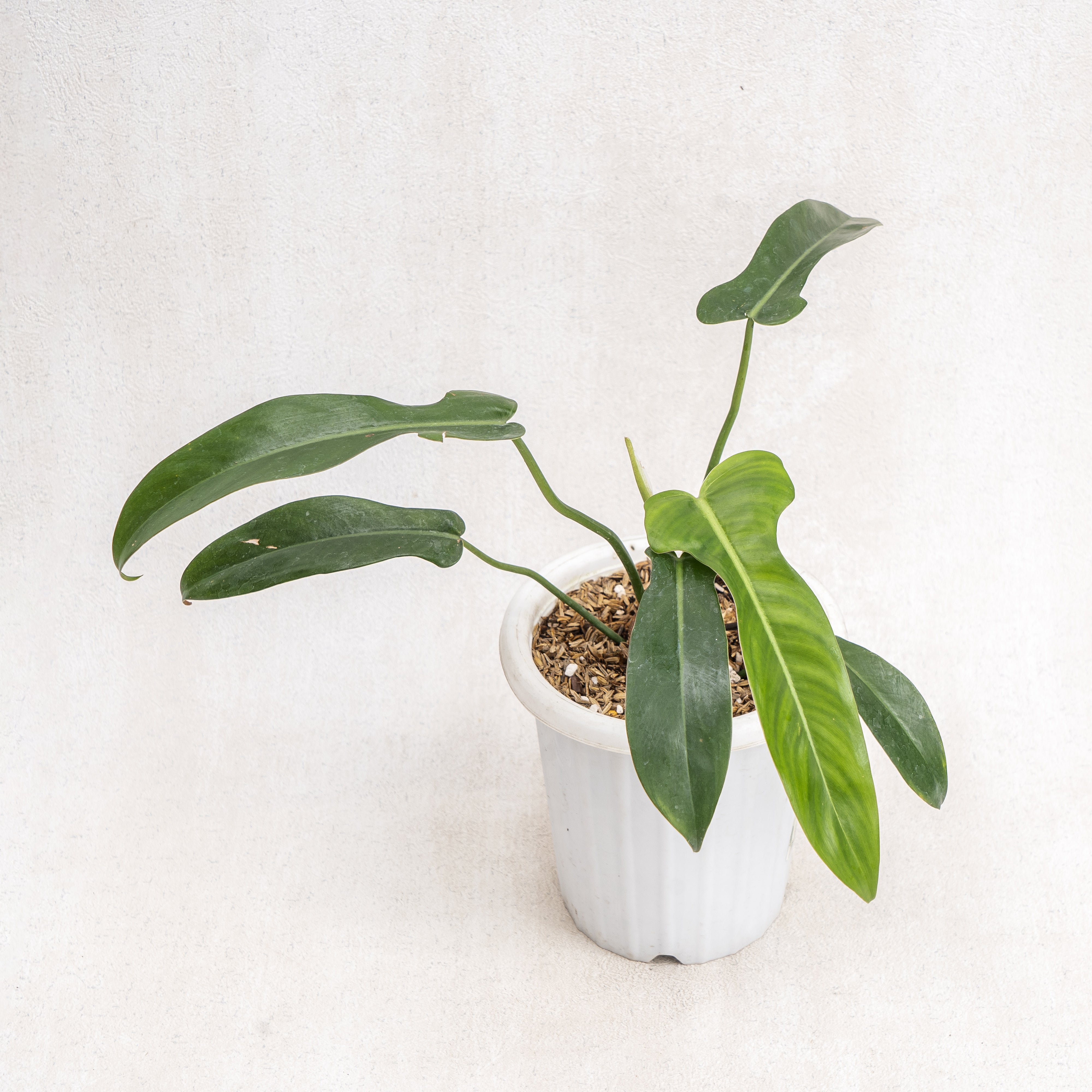 Aroid Asia Philodendron Jerry Horne