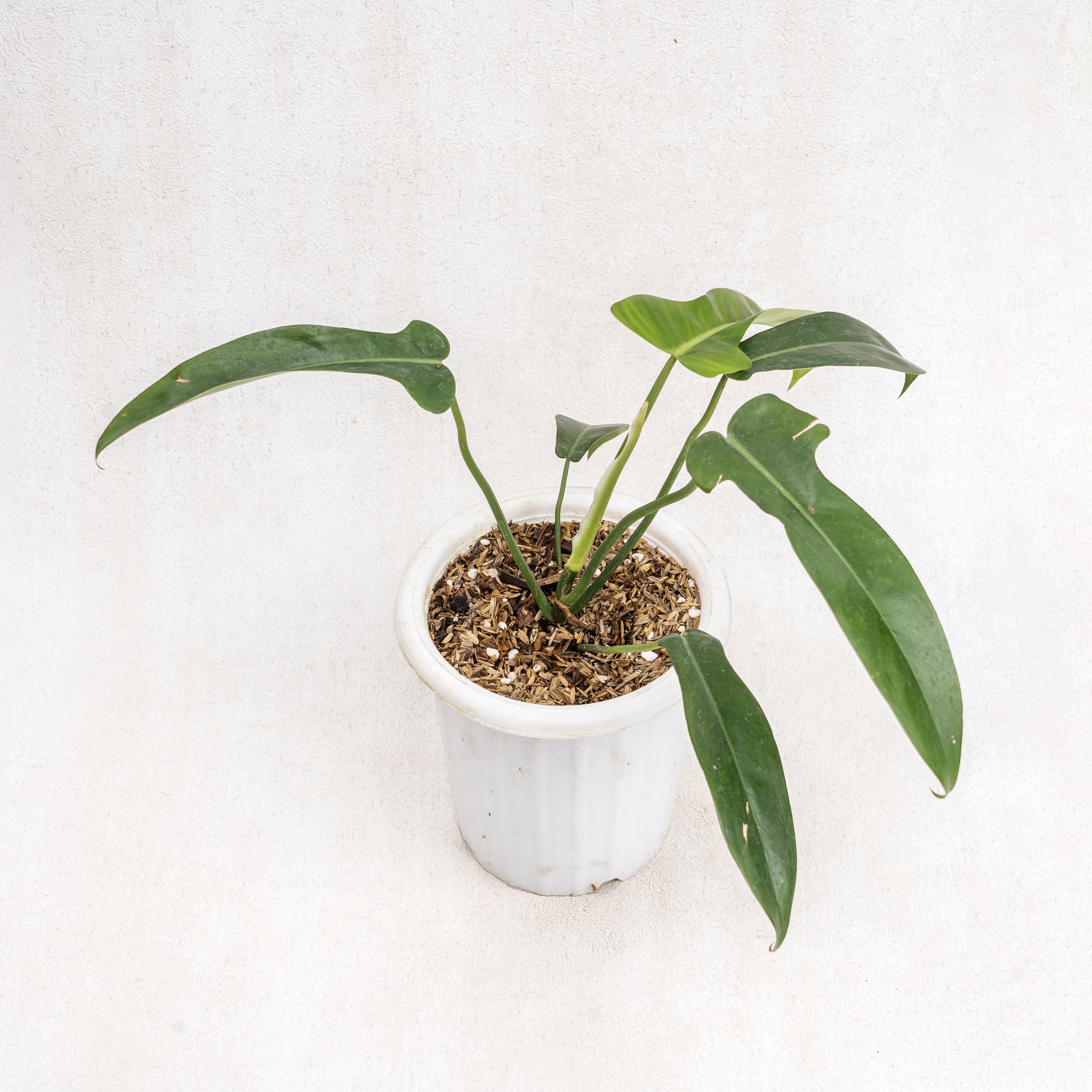 Aroid Asia Philodendron Jerry Horne - Thumbnail 3