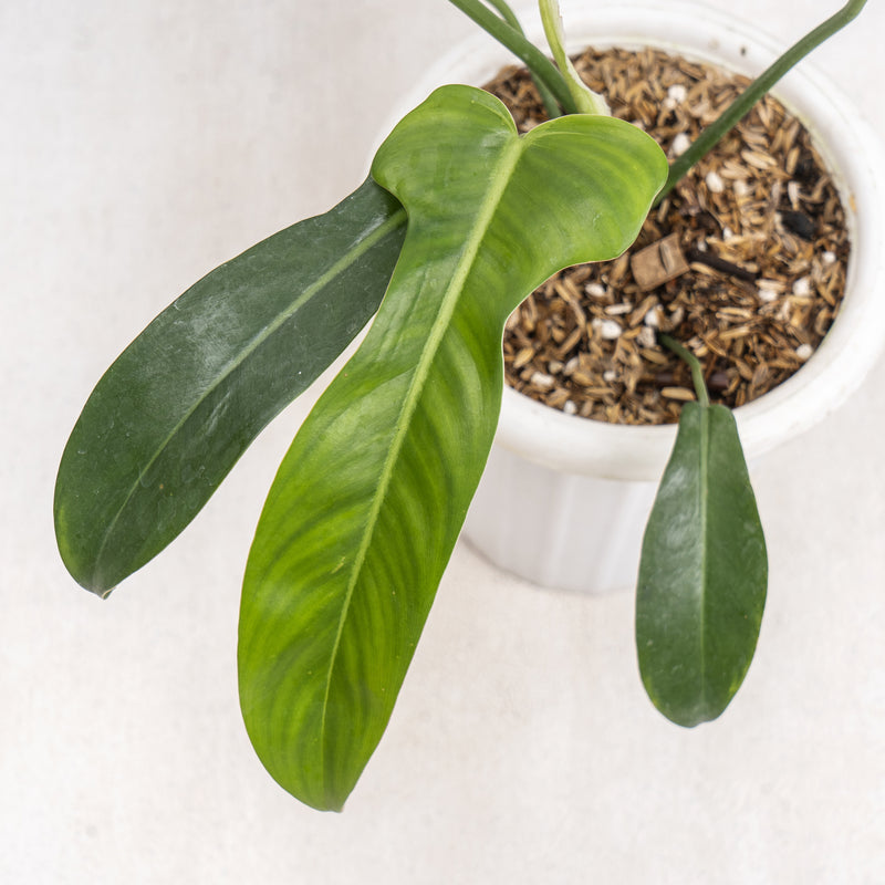 jerry horne philodendron Philodendron Jerry Horne — Aroidasia