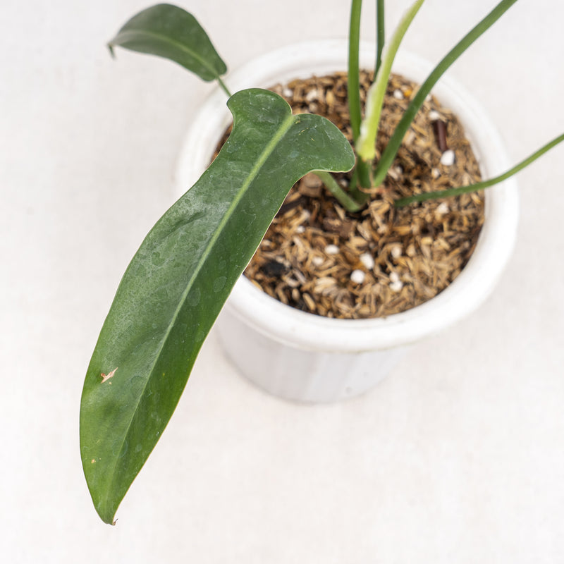 philodendron 'jerry horne' Philodendron Jerry Horne — Aroidasia