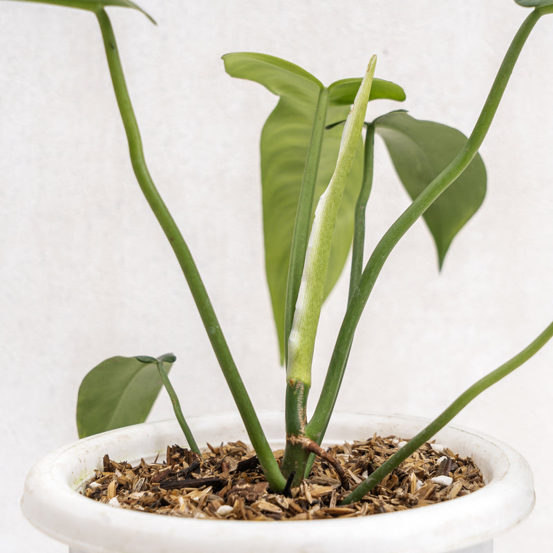 jerry horne philodendron Philodendron Jerry Horne — Aroidasia