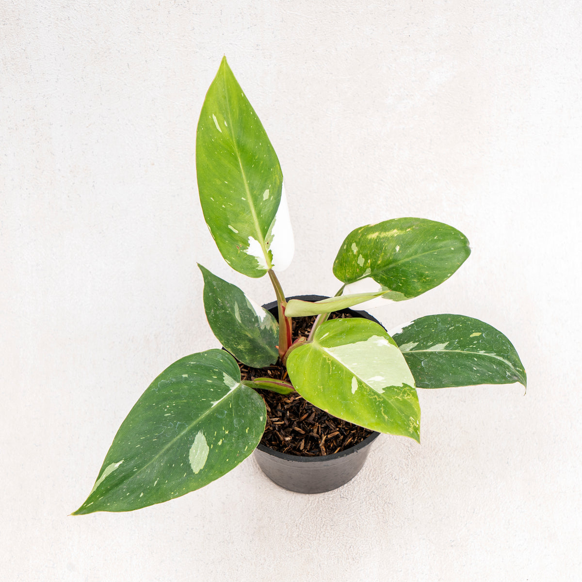 buy white princess philodendron Philodendron White Princess — Aroidasia