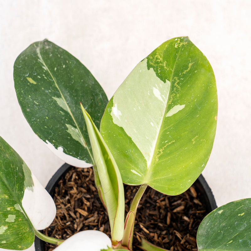 Philodendron White Princess