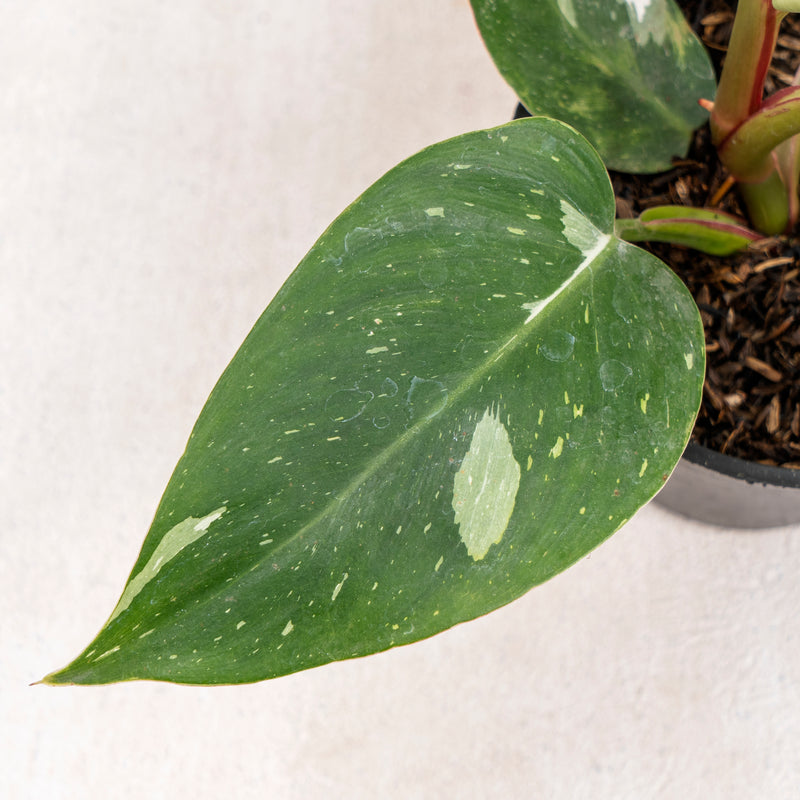 Philodendron White Princess