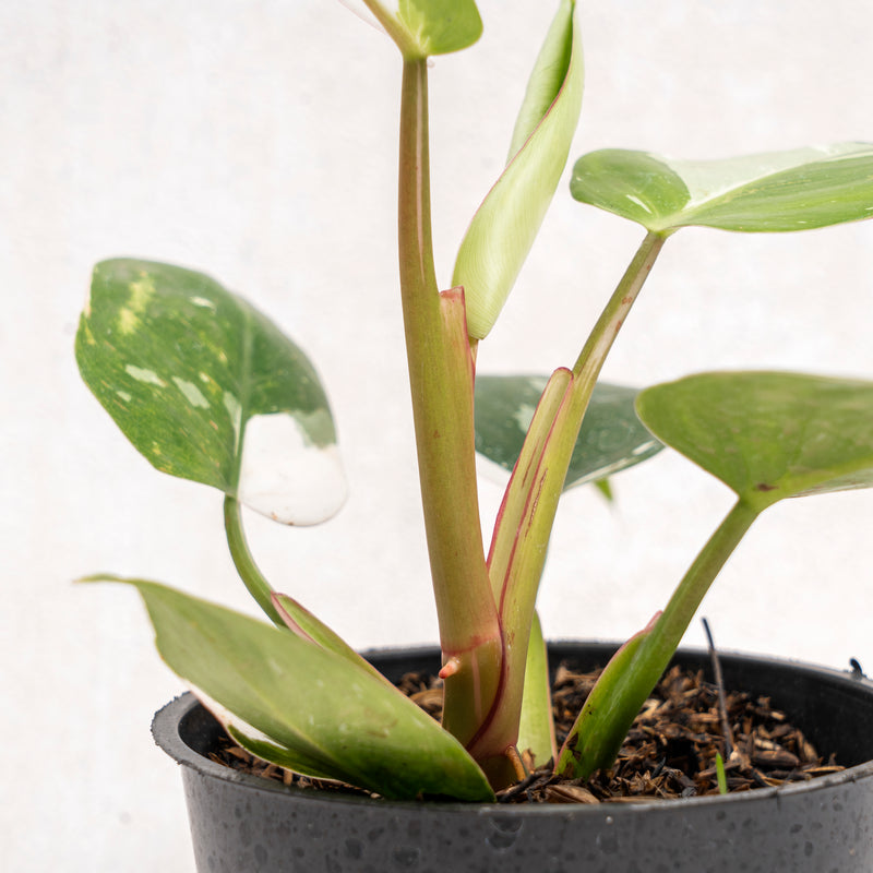 Philodendron White Princess