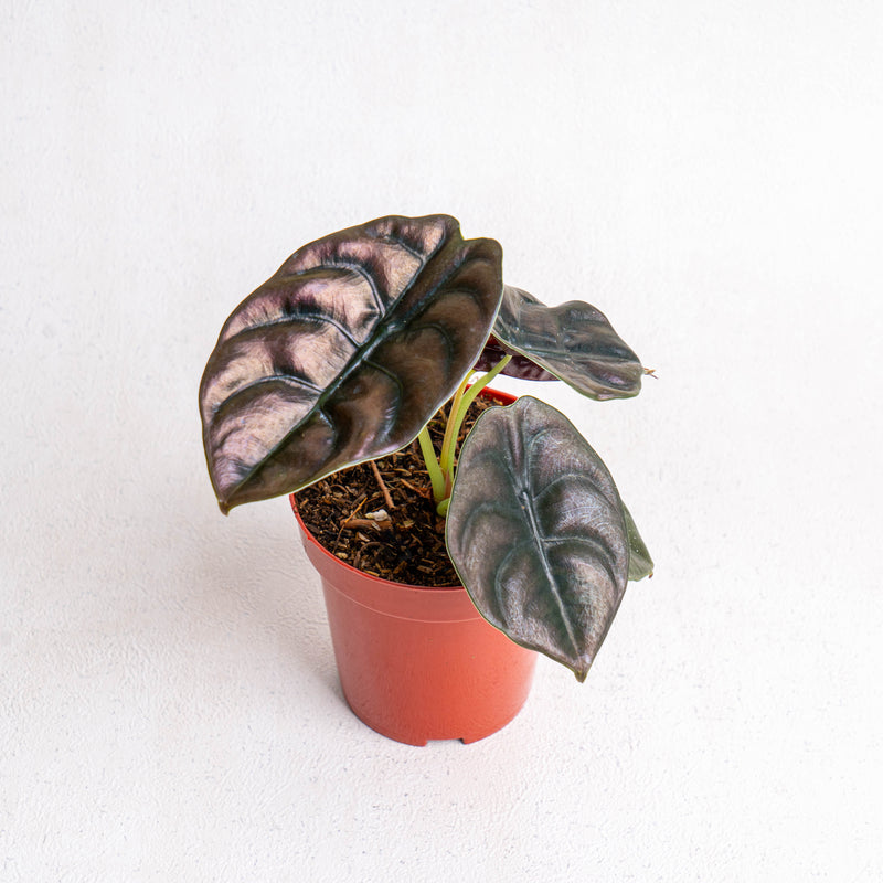 Alocasia Cuprea