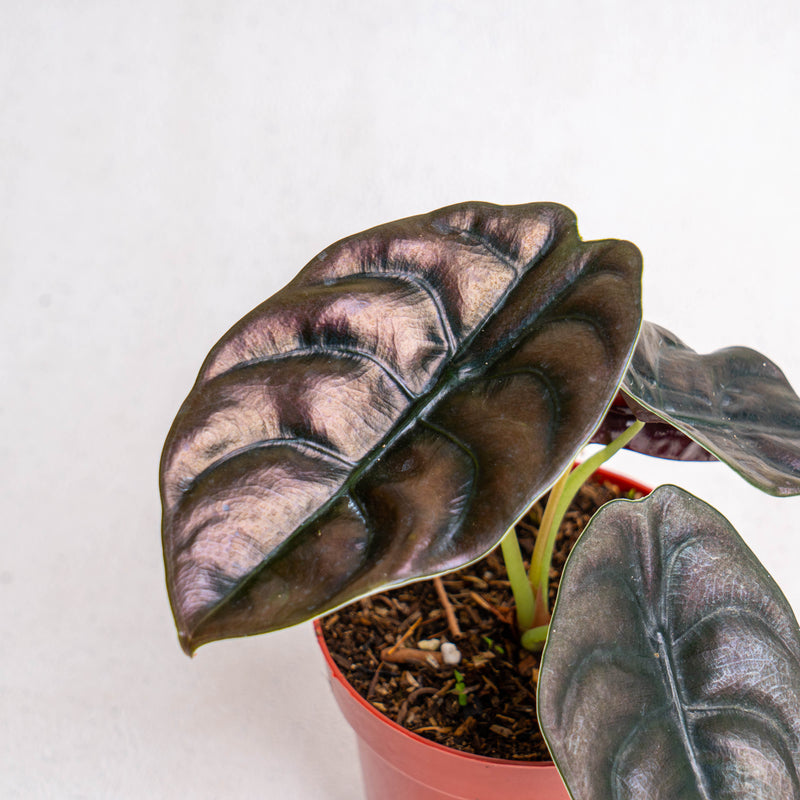 Alocasia Cuprea