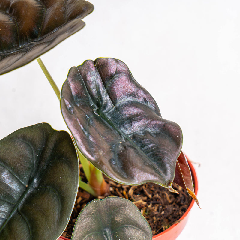 Alocasia Cuprea