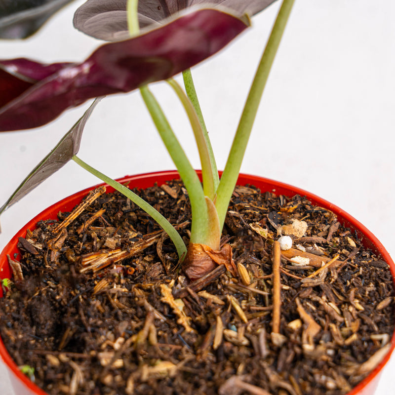 Alocasia Cuprea