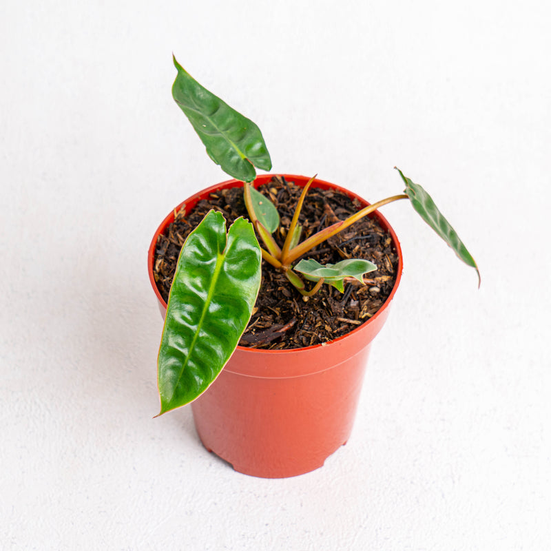 Philodendron Billiteae Little