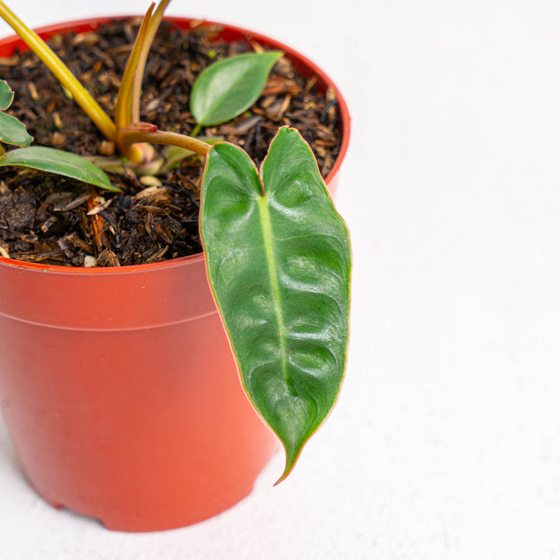 Philodendron Billiteae Little