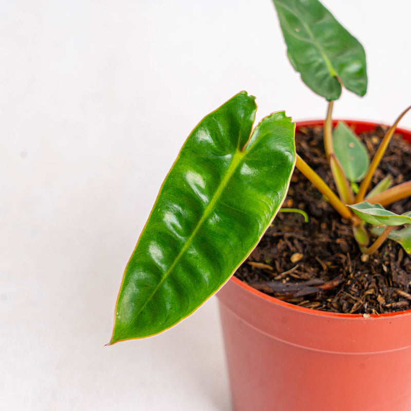 Philodendron Billiteae Little