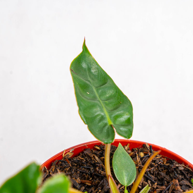 Philodendron Billiteae Little